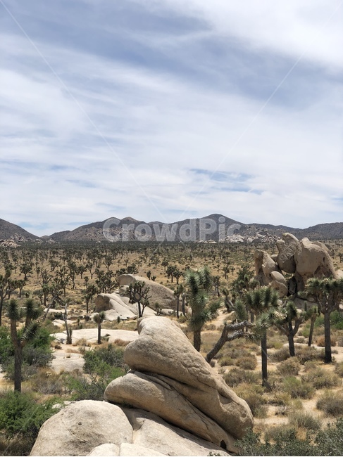 조슈아트리,바위,미국,죠슈아트리국립공원,joshuatreenationalpark,tree,나무,plant,식물,nature,자연,wilderness,황야,outdoors,옥외,경치,joshuatreenational,자연,풍경,nature,landscape,해외,외국,세계,foreign,oversea,world,세계자연풍경,해외자연풍경,외국자연풍경,world nature landscape