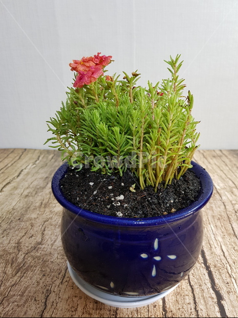 채송화,채송화화분,꽃,식물,녹색,꽃화분,식물,자연,plants,nature,실내용화초,화분,화초,house plant