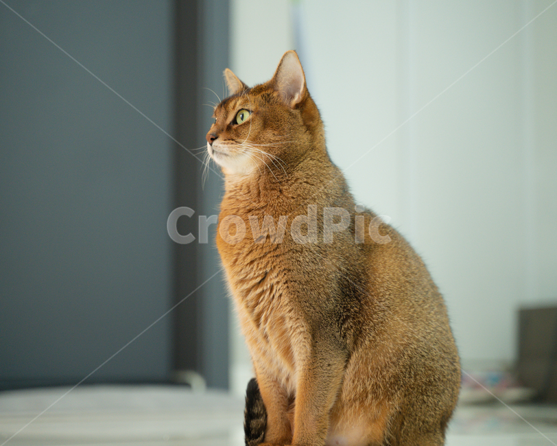 abyssinian,아비시니안,포유류,고양이,cat,pet,동물,animal,반려묘,동물,animal,포유류,mammal,고양이,cat,kitten,kitty
