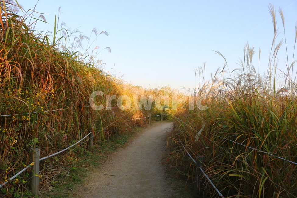 억새,자연,풍경,가을,축제,억새축제,들풀,하늘공원,공원,하늘,가을,계절,fall,autumn,season,grass,잔디,plant,식물