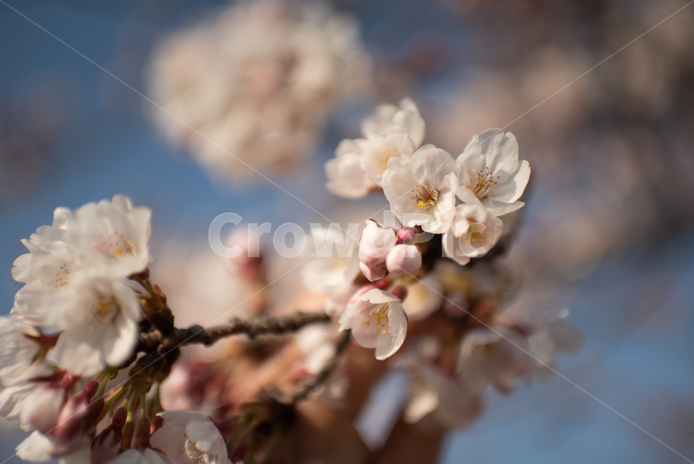 식물,벚꽃,봄,꽃,flower,plant,나무,꽃잎,식물,자연,plants,nature,꽃,flower