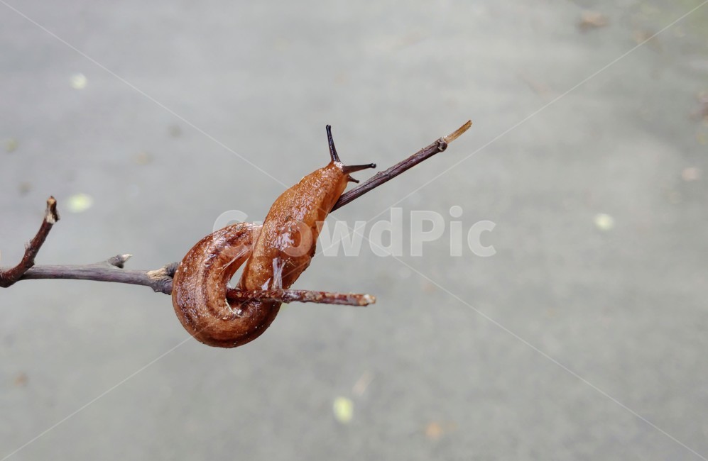 달팽이,민달팽이,snail,slug,연체동물