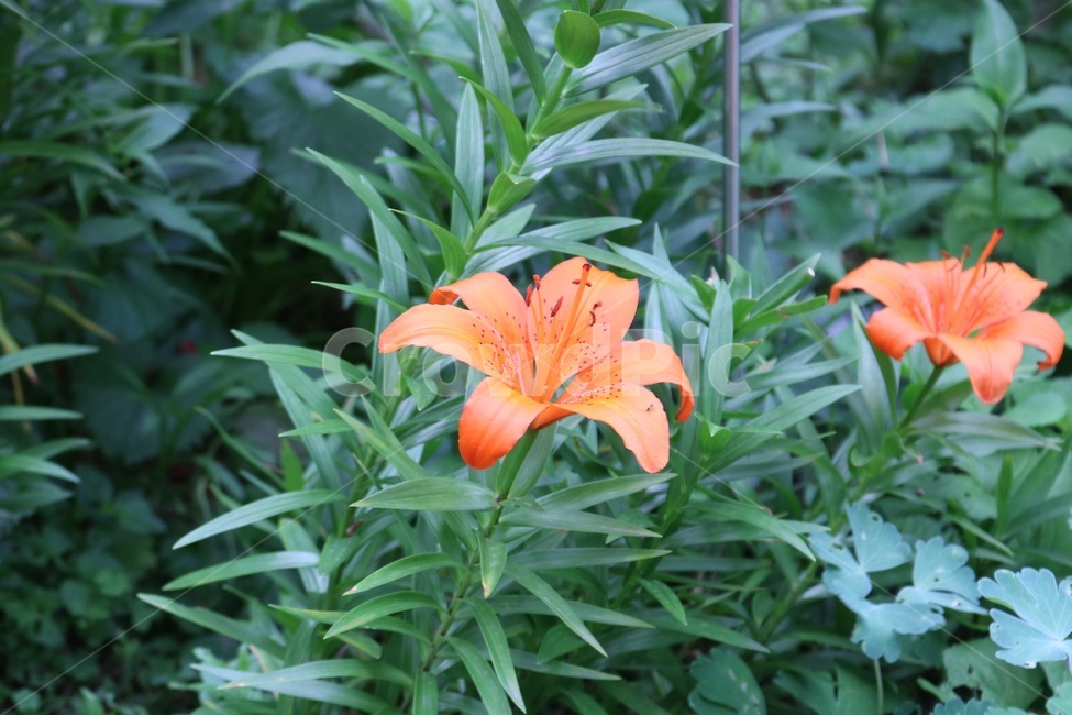꽃,식물,자연,주황,초록,flower,plants,nature,orange,green,hana,shokubutsu,oranziiro,midori,식물,자연,plants,nature,꽃,flower