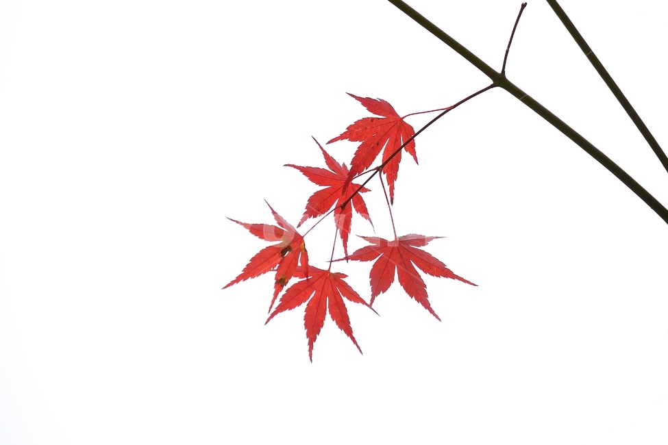 단풍,단풍잎,빨강,가을,잎,나뭇잎,식물,자연,풍경,leaf,plant,tree,나무