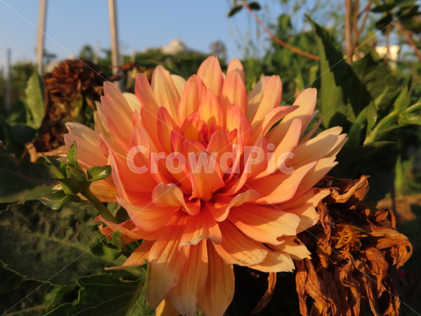 쌍떡잎,식물,꽃,아름다움,주황색,화려한,flowers,beauty,orange,sunny