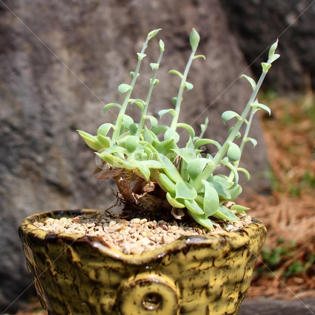 화분,식물,햇살,햇빛,일광,식물화분,식물,자연,plants,nature
