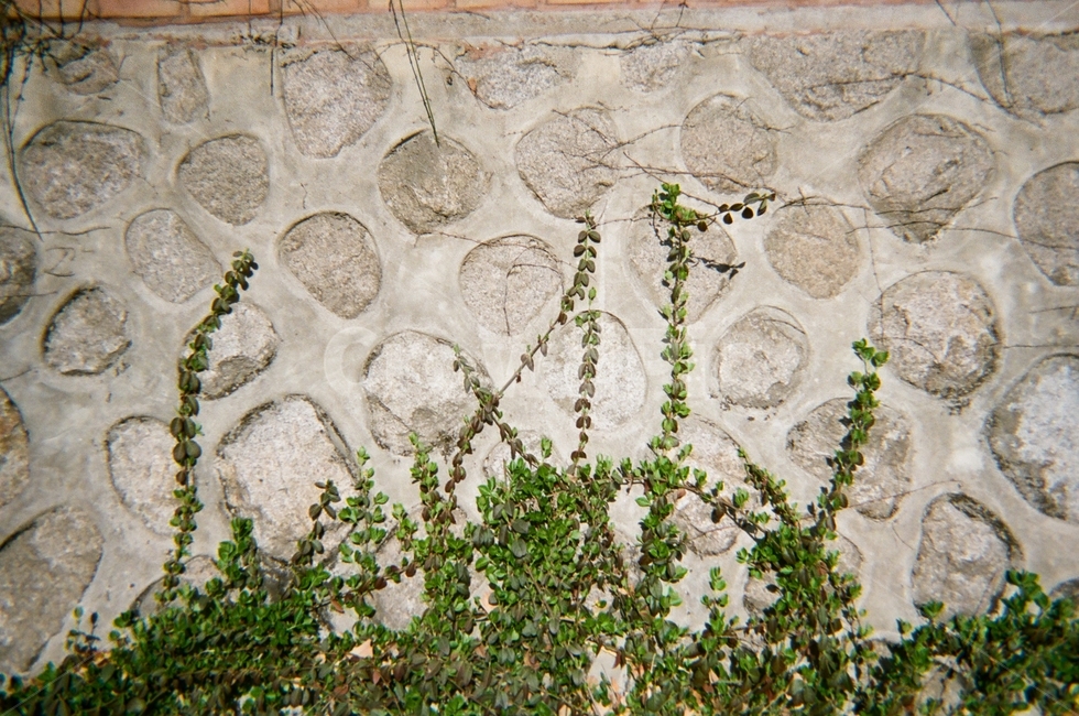plant,식물,자연,풀,담벼락