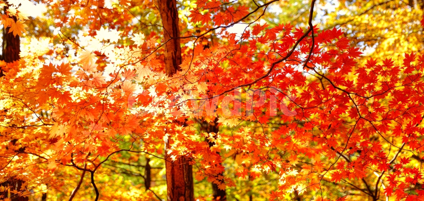 길,옛길,대관령옛길,반정,단풍,가을,대관령,가을,계절,fall,autumn,season,식물,자연,plants,nature,나무,trees,wood,leaf,잎,plant,tree,maple