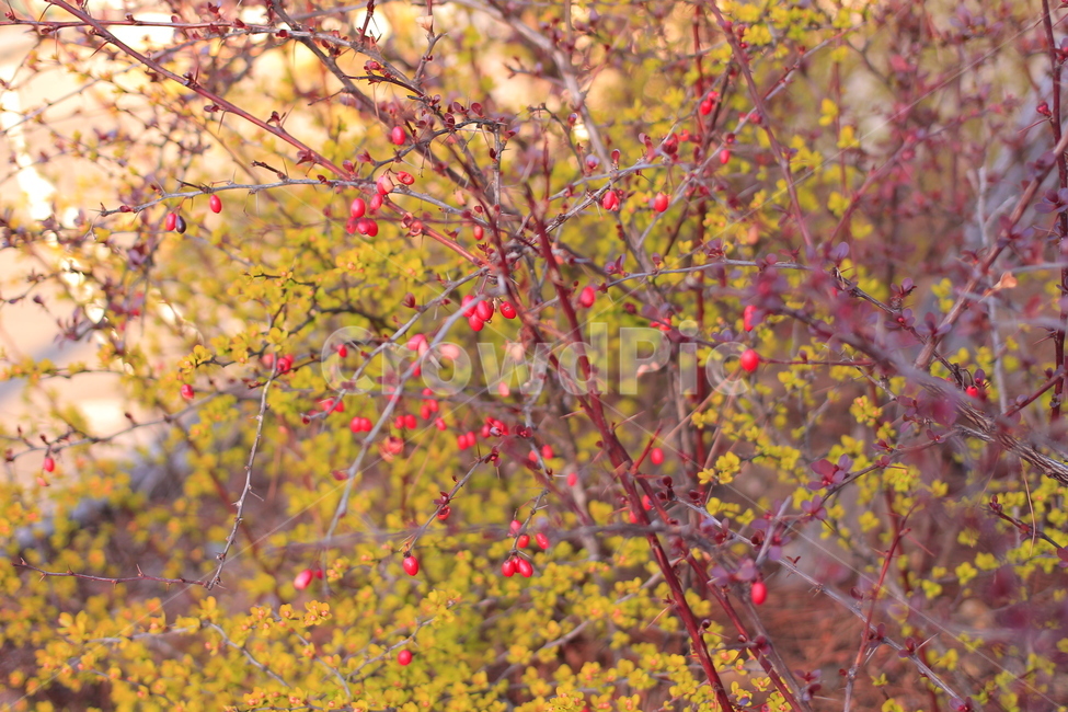 봄,봄풍경,자연,꽃,열매,나무,식물,자연,plants,nature