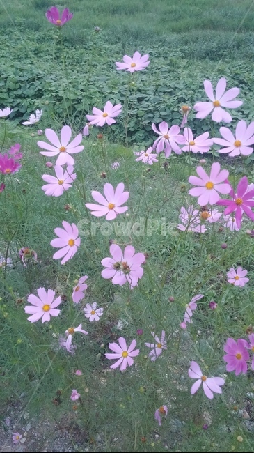 가을코스모스,가을,코스모스,분홍,코스모스집단