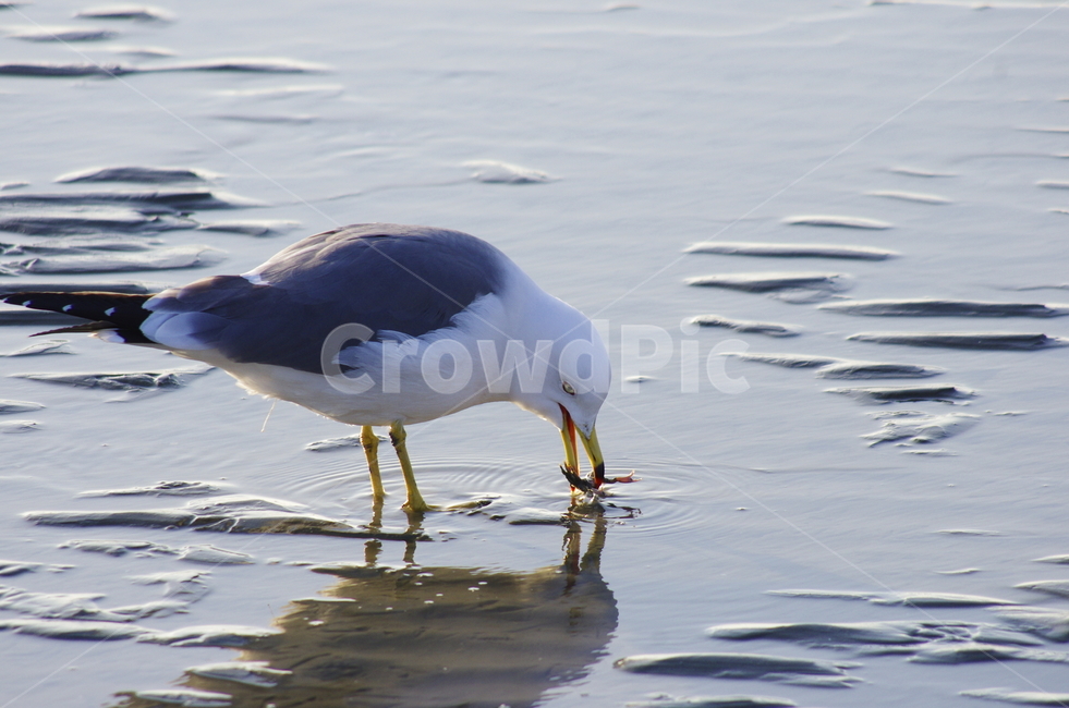 갈매기,진흙,새,바다,갯벌,개펄,꽃게,bird,mud,winter,gull,seagull,emotion,nature