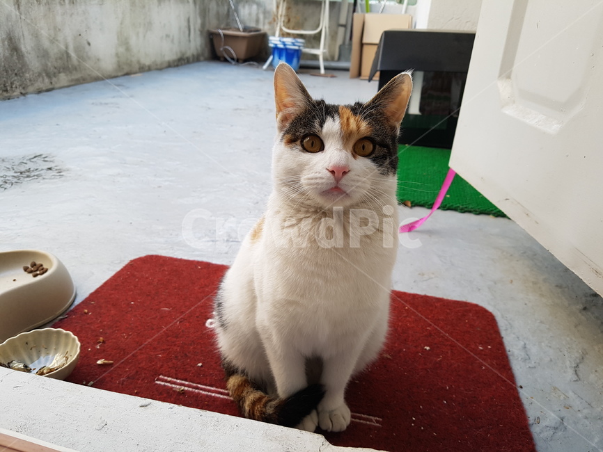 고양이,동물,길고양이,cat,straycat