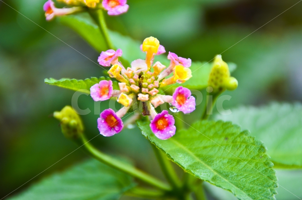 꽃술,접사,꽃망울,봄,사랑,식물,자연,plants,nature,꽃,flower