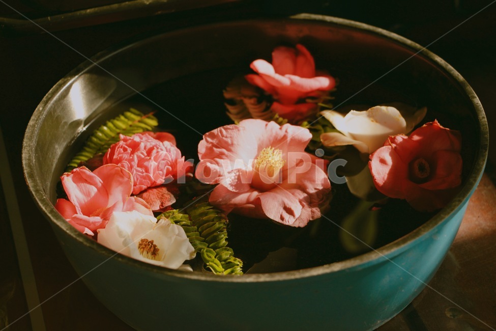 꽃,동백꽃,동백나무,식물,나무,꽃,flower,감성,sensible,feeling