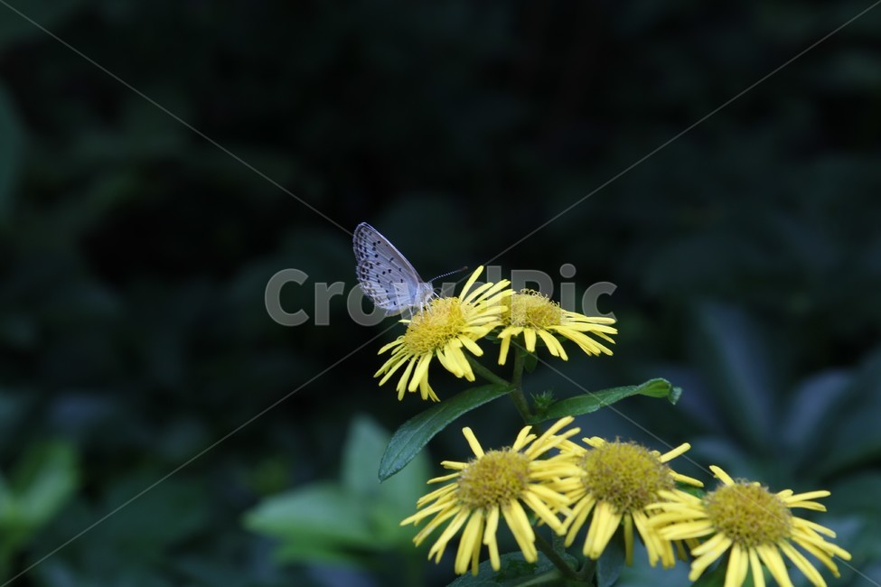 국화,나비,들국화,감성,자연,식물,곤충,식물,자연,plants,nature,꽃,flower,동물,animal,곤충,벌레,insect,bug