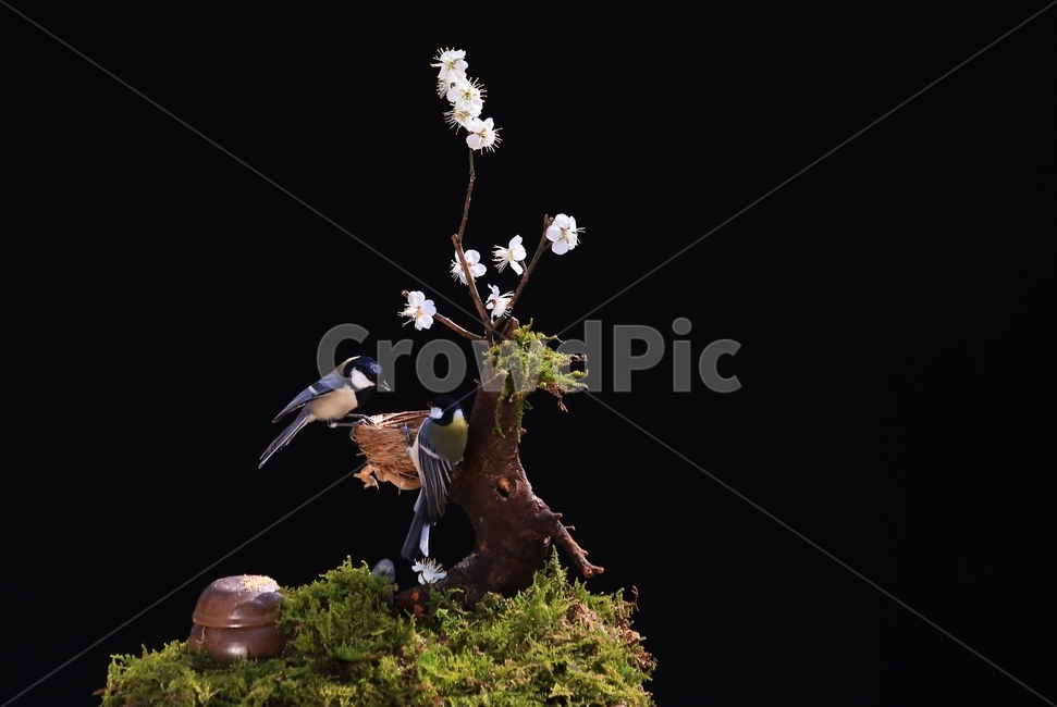 jar,항아리,pottery,도기류,pottedplant,화분,animal,동물,bird,새,plant,식물,tree,나무,새집,이끼,동박새,매화나무,매화,식물,자연,plants,nature,꽃,flower,동물,animal,조류,새,birds
