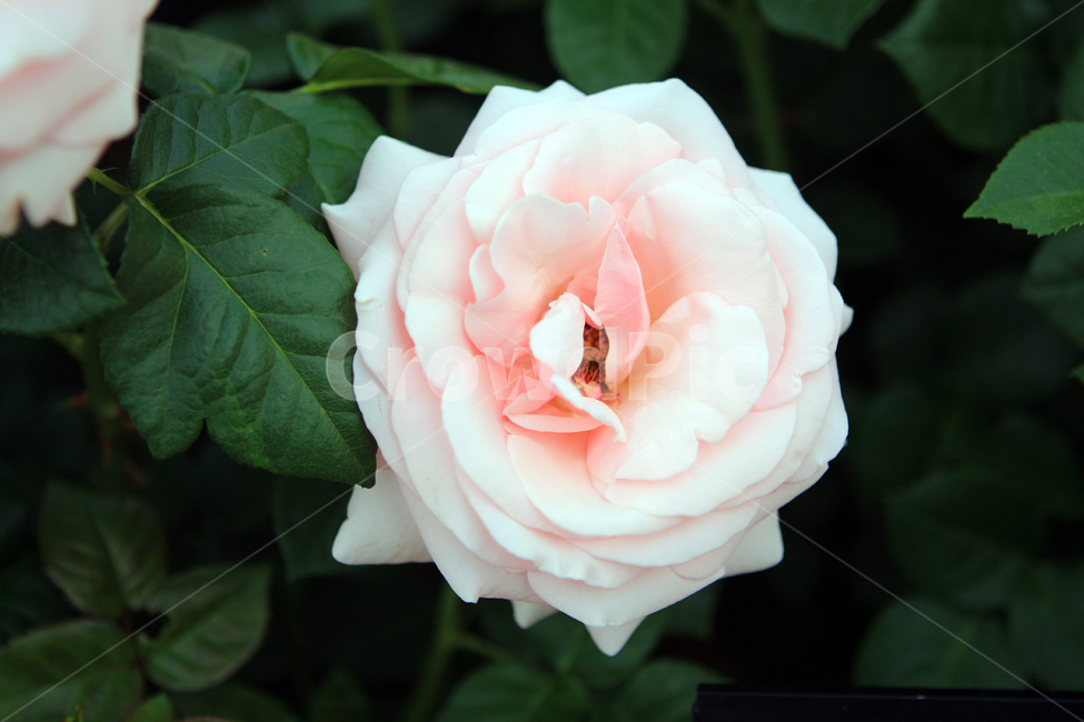 장미,꽃,flower,장미꽃,rose,꽃잎,꽃망울,꽃송이