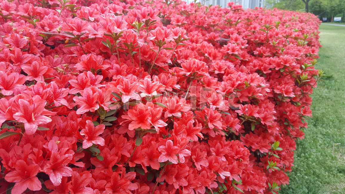 꽃,flower,야생화,생화,근접