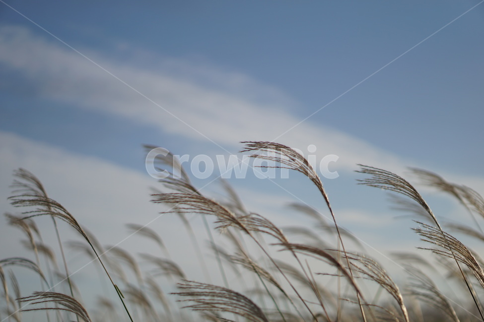 갈대,가을,background,하늘,갈대밭,식물,lawn,grass,가을,계절,fall,autumn,season
