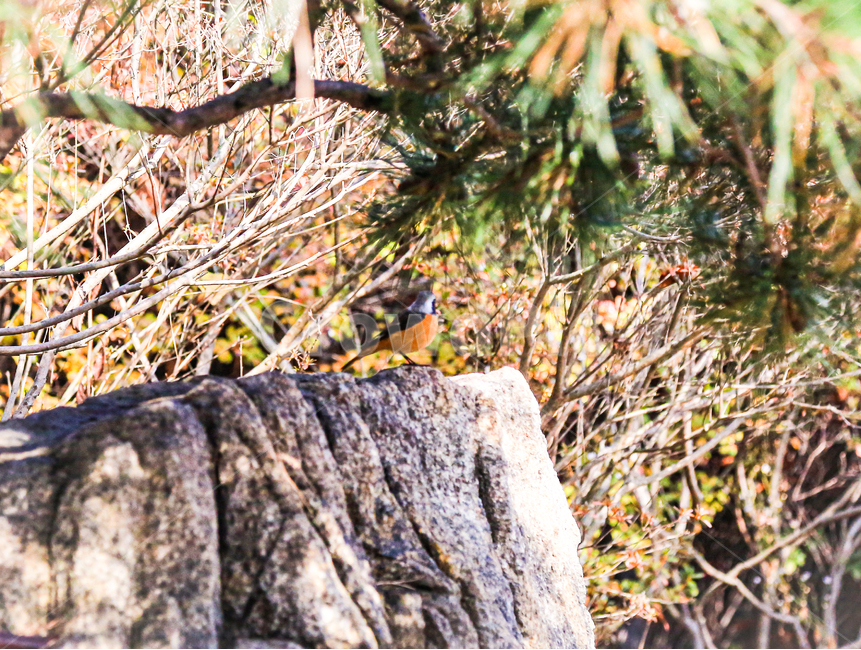 tree,나무,plant,식물,새,조류,새,birds