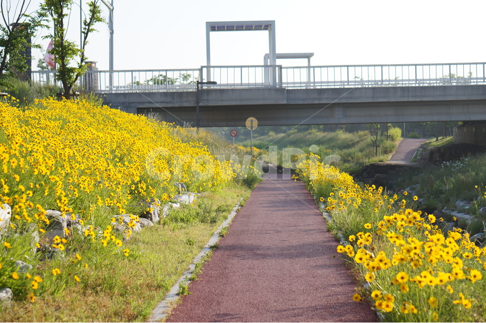 금계국,노랑,봄,빛,아침,풍경,자연,풍경,nature,landscape,한국자연풍경,한국자연경관,korea nature landscape,식물,plants,꽃,flower,road,도로