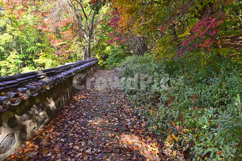 가을,한국전통,기왓장,울타리,단풍잎,잎새,이파리,잎사귀,메이플,maple,autumn,fall,background,돌담,담장,펜스,fence,outdoor,옥외,야외,햇살,낙엽,가을감성,가을분위기,가을배경,가을서정,계절,시즌,season,빈티지,오래된,vintage,ground,바닥,leaf,잎,plant,식물,가을,계절,fall,autumn,season