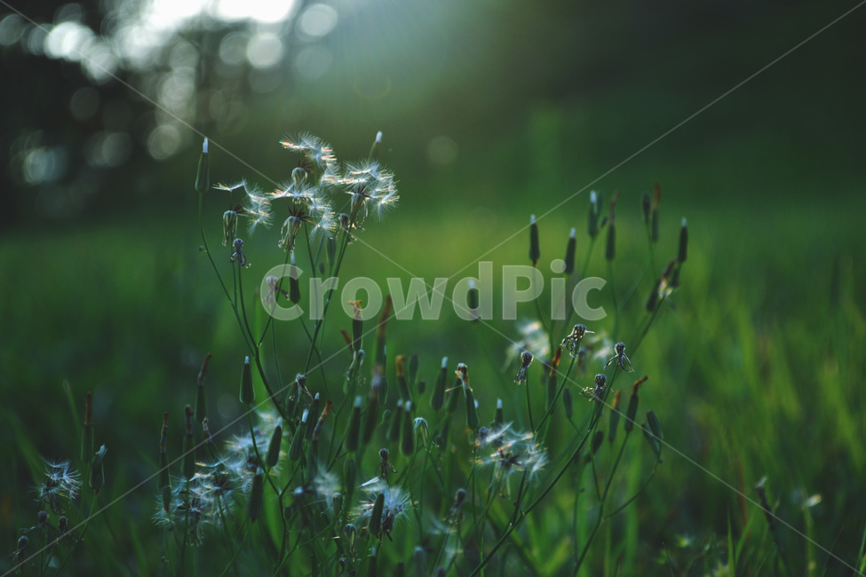 자연,민들레,녹색,꽃,식물,dandelion,plant,감성,느낌,식물,자연,plants,nature