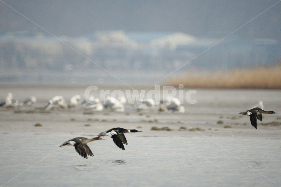 바다비오리,비행,낙동강,철새,새,동물,animal,조류,새,birds