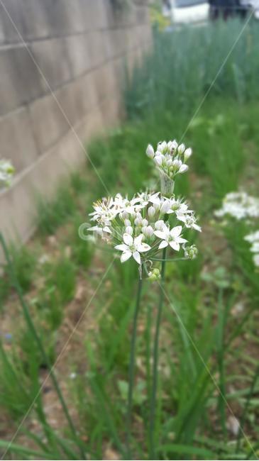 식물,꽃,야채,부추,정구지,식물,자연,plants,nature,꽃,flower