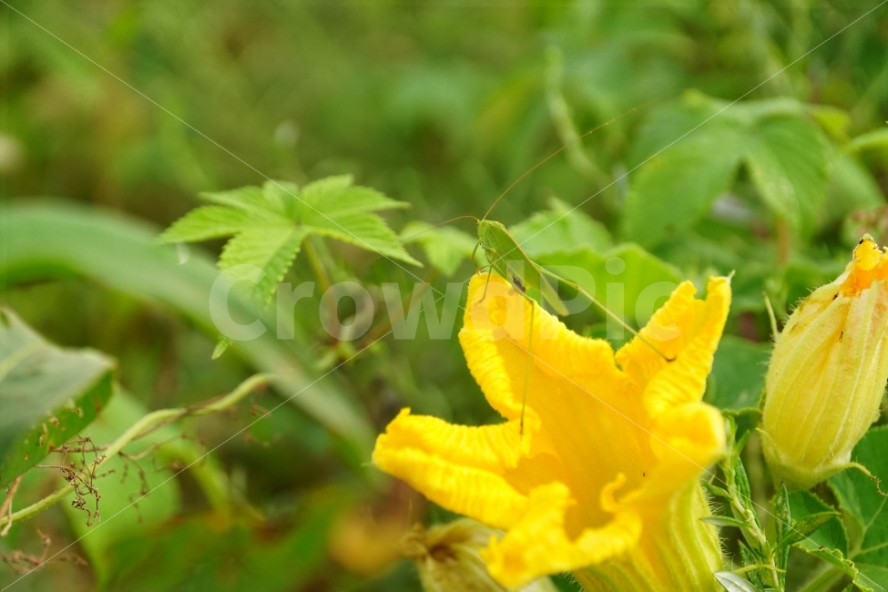 호박꽃,수꽃,노랑꽃,노란꽃,플라워,자연,Pumpkin,Squash,flower,nature,yellow,식물,plant,plants,곤충,벌레,메뚜기,방아깨비,여치,insect,animal,동물,감성,감성사진,힐링,힐링사진,스냅,스냅사진,스넵,스넵사진,snap,snapshot,노랑색,노란색,그린,녹색,연두색,green,접사,macro,화단,꽃밭,밭,9월,September,가을,가을꽃,계절,autumn,fall,season,풍경,landscape,한국의자연,한국자연,korea,식물,자연,plants,nature,꽃,flower,동물,animal,곤충,벌레,insect,bug