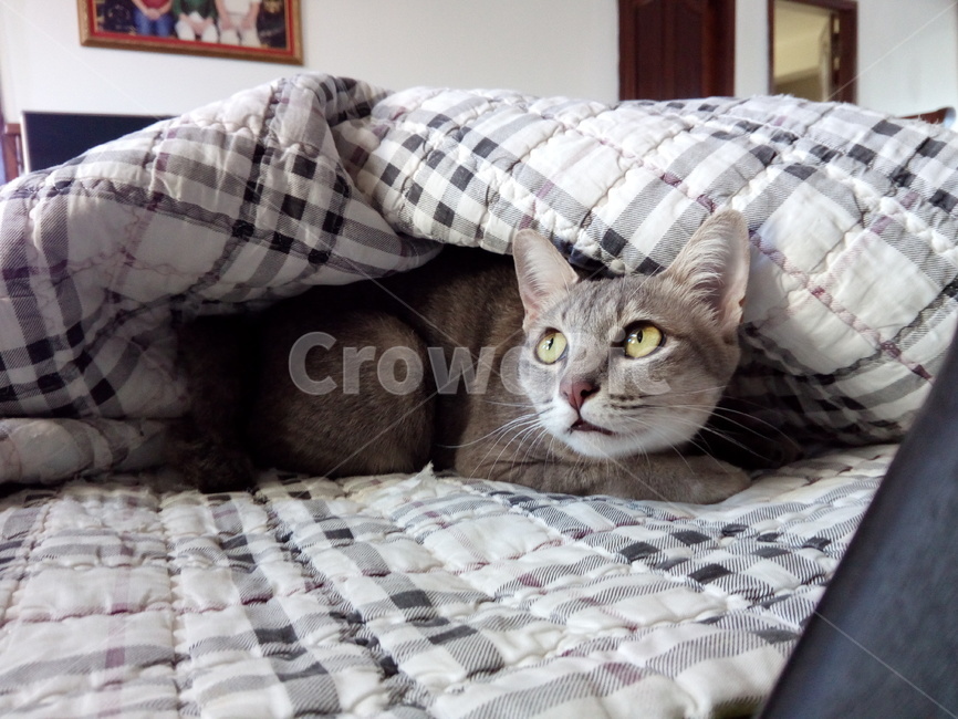 고양이,동물,cat,kitten,반려묘