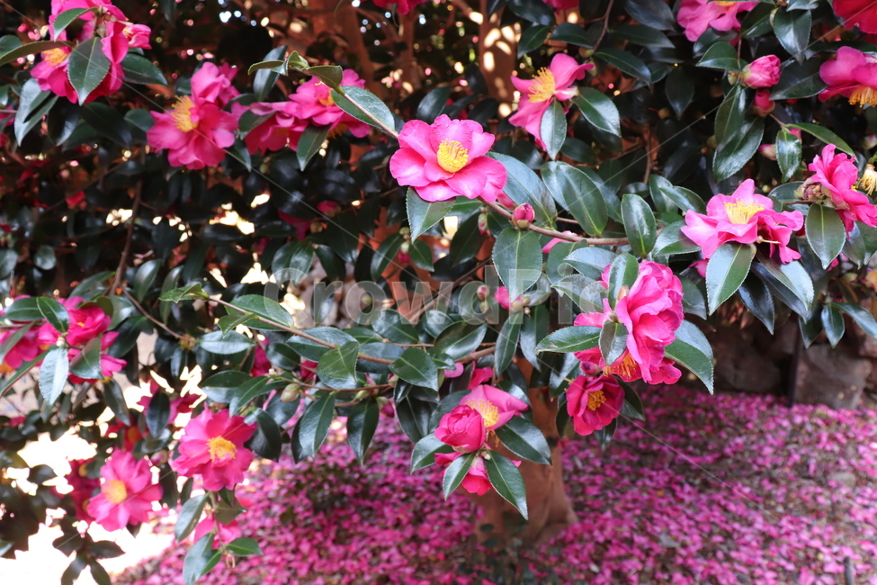 동백꽃,제주동백,꽃,식물,plant,flower,꽃잎