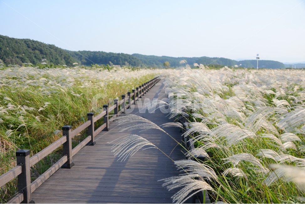 억새,flamegrass,가을,하늘,맑은날,sunny,bluesky,길,road,가을,계절,fall,autumn,season,자연,풍경,nature,landscape,grass,잔디,plant,식물,lawn,boardwalk,산책로,bridge,다리,building,건물,reed,갈대
