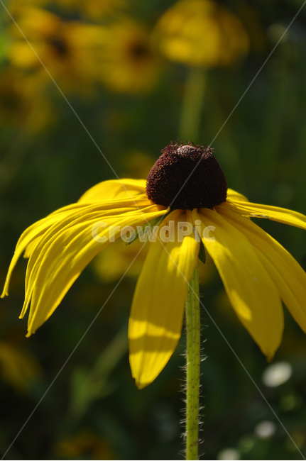 루드베키아,꽃,식물,flower,plant,식물,자연,plants,nature,꽃,flower