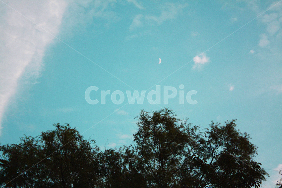 나무,하늘,달,moon,sky,blue,자연,풍경,nature,landscape,outdoors,옥외