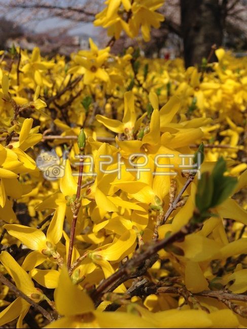 spring,spring flowers,forsythia,nature,yellow,yellow flower,flower