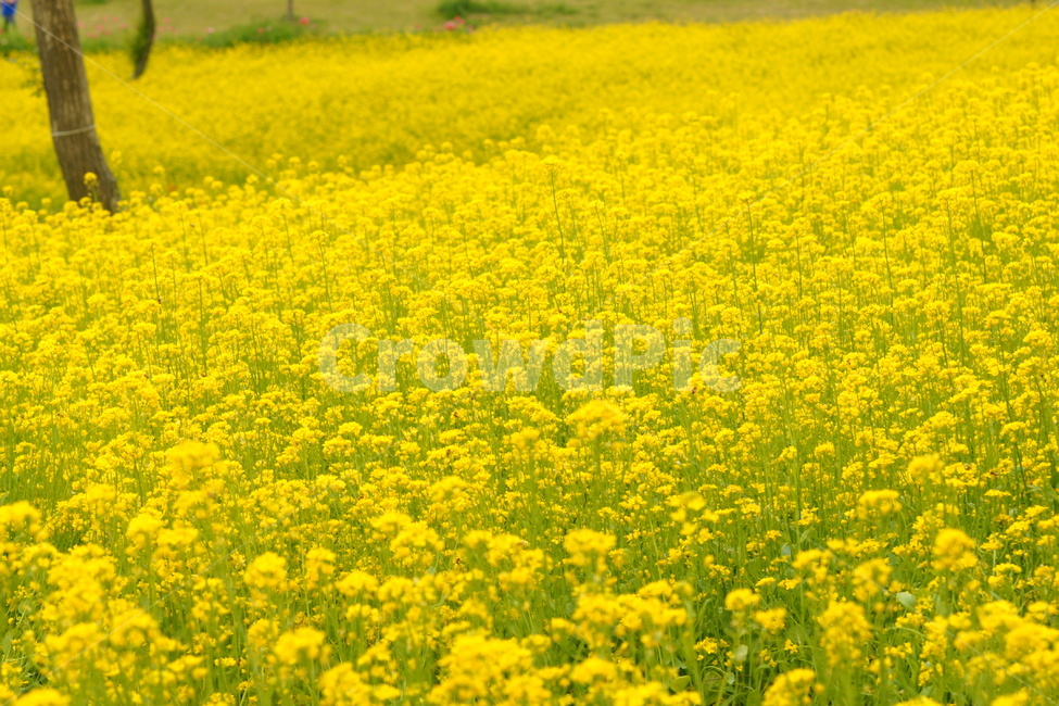 spring,yellow flower,rape flower,spring breeze,Scent