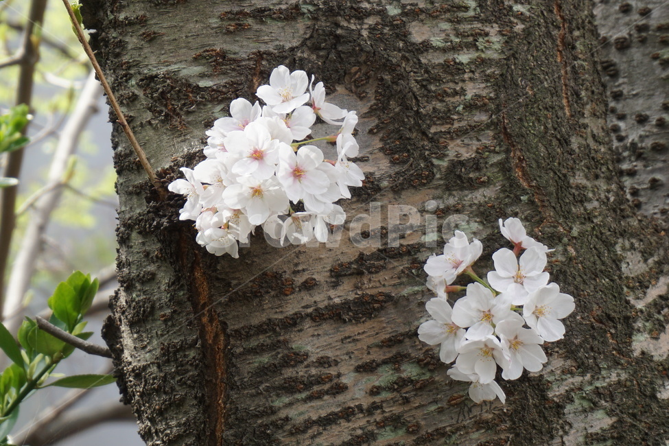 봄,꽃잎,벚꽃,새순,나무,입춘,봄,계절,spring,season,식물,자연,plants,nature,꽃,flower,plant,blossom,geranium,제라늄
