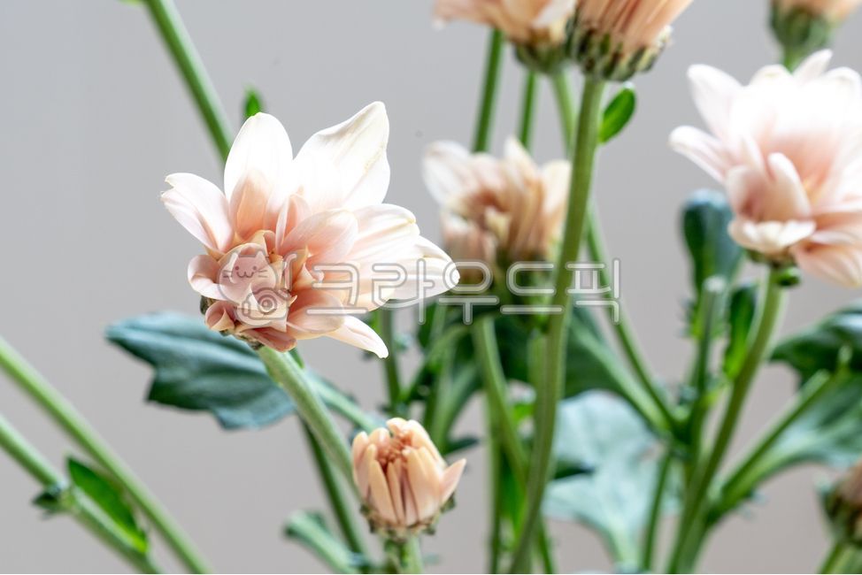 pink,small country,bouquet,Biology,flower arrangement,pink flower,flower market,flower,fresh flowers,flower scent,flower shop,petal,Chrysanthemum,fall,autumn chrysanthemum,fall flowers,autumn