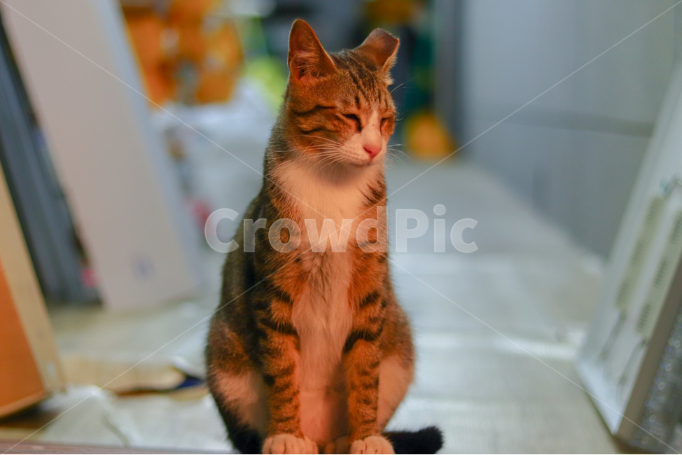 고양이,냐옹이,야옹이,길고양이,cat,동물,animal,straycat
