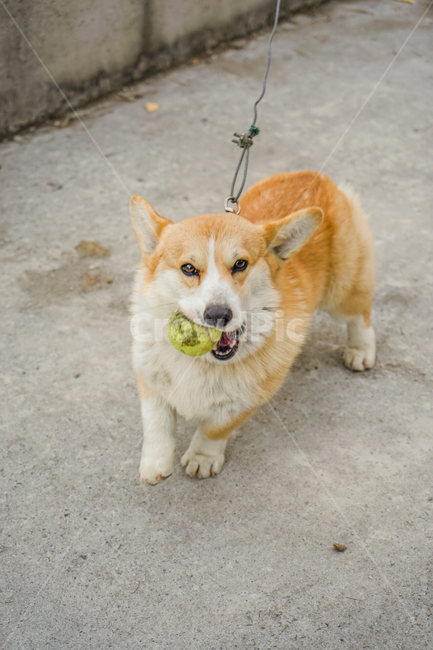 코기,웰시코기,개,강아지,숏다리,댕댕이,동물,animal,포유류,mammal,개,강아지,dog,doggy