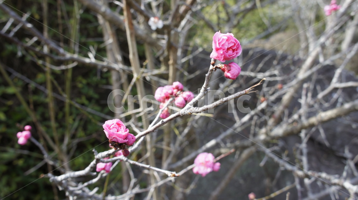 매화,꽃송이,봄꽃,꽃망울,분홍꽃,봄,나뭇가지,spring,블러썸,blossom,개화,자연,nature,식물,자연,plants,nature,꽃,flower