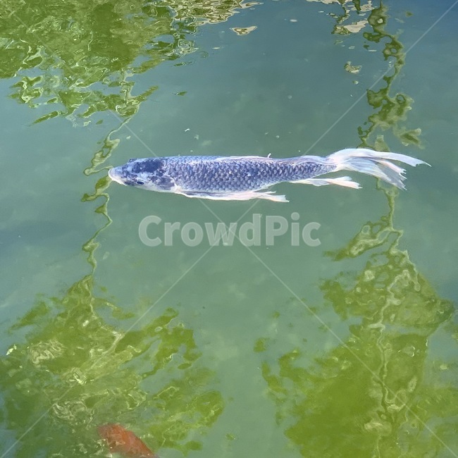 잉어,물고기,물,연못,pond,carp,water,fish,지느러미