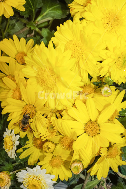 국화,꽃,가을,칼라,color,자연,접사,flower,closeup,nature,autumn,fall,plants