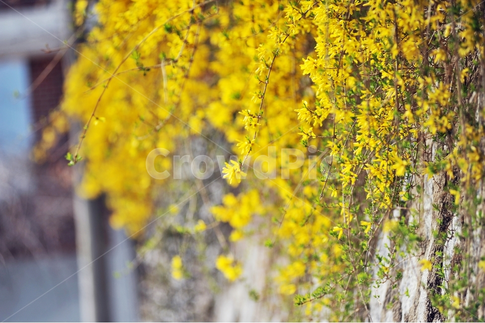 봄꽃,노란꽃,개나리,식물,울타리용,forsythia,물푸레나무과,떨기나무,Forsythiakoreana,연교,連翹,영춘화,迎春花ㅡ,약용,약용식물,신장염치료,봄,계절,spring,season,식물,자연,plants,nature,꽃,flower,plant,tree,나무