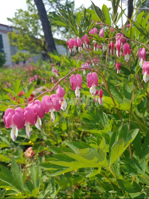 꽃,flower,plant,식물,본홍꽃