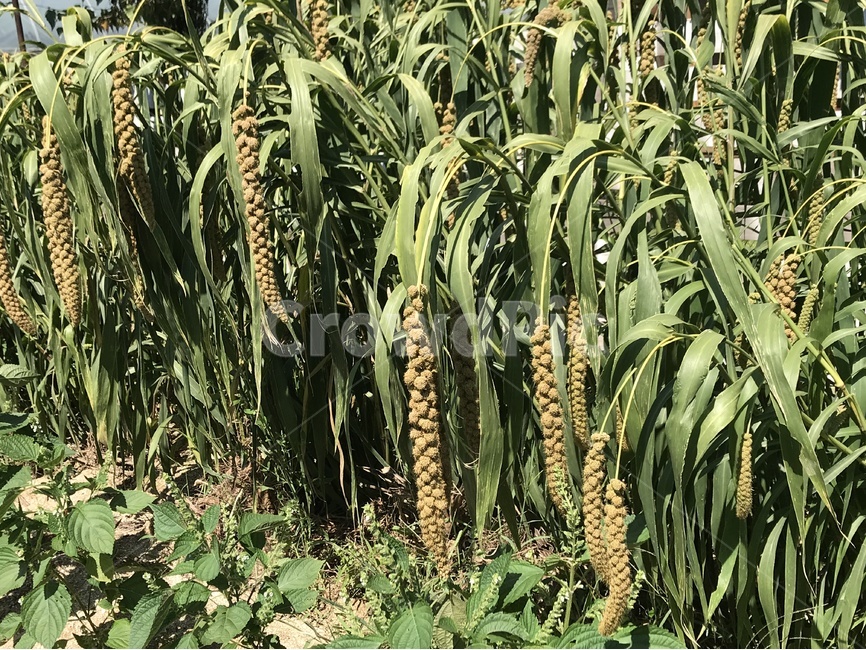 조,농작물,농업,자연,농촌,식물,자연,plants,nature,곡류,곡식,cereals,산업,industry,industrial,농업,농사,agriculture,farming,farming industry