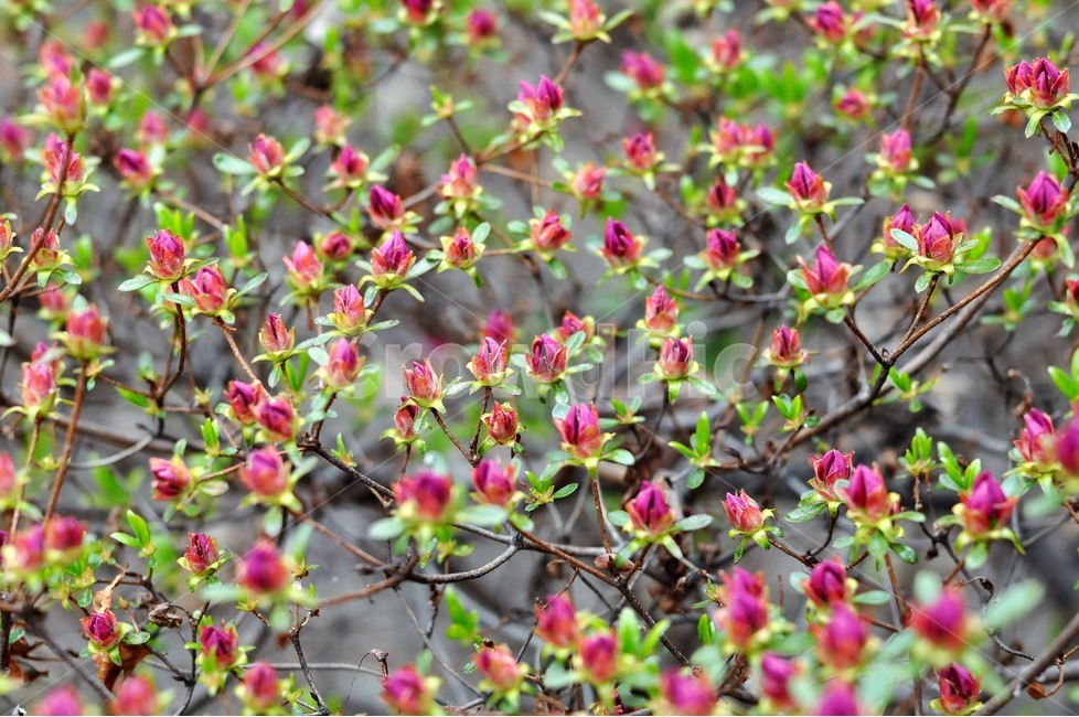 화원,꽃봉우리,빨간꽃,식물,자연,식물,자연,plants,nature,꽃,flower