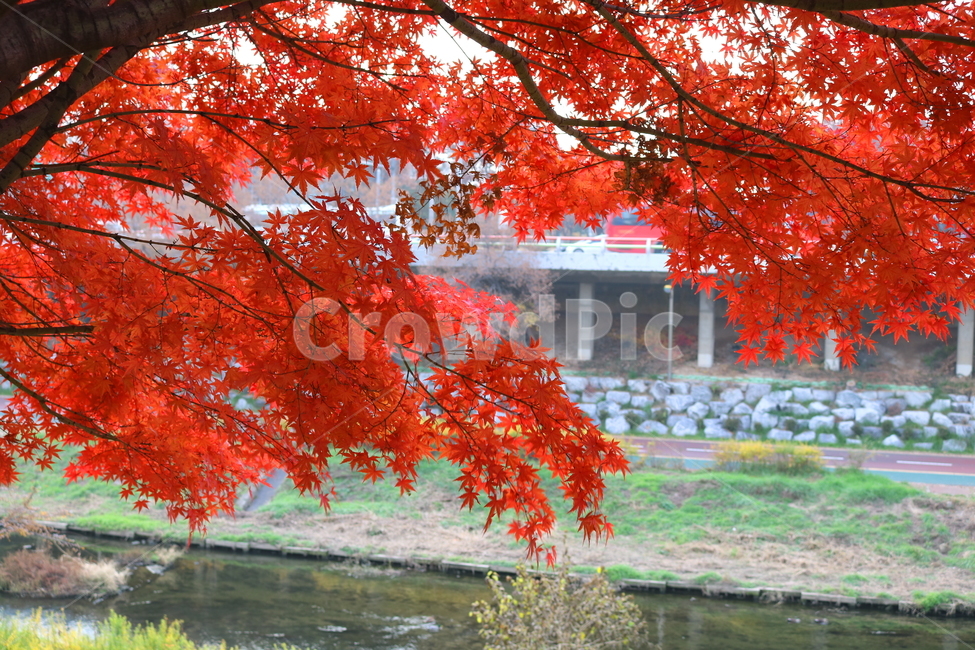 나무,단풍,단풍나무,식물,가을,자연,가을,계절,fall,autumn,season,식물,자연,plants,nature,plant,leaf,잎,tree,maple