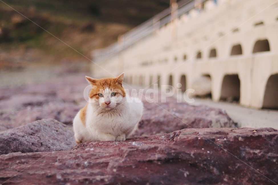 고양이,야옹이,길고양이,길냥이,아이컨택,동물,animal,포유류,mammal,고양이,cat,kitten,kitty